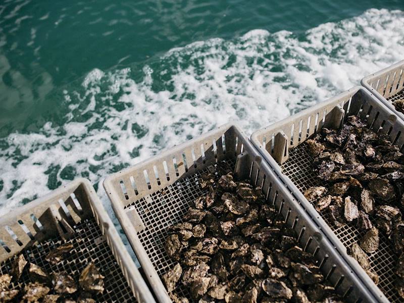 Established Oyster Farm with Premium Brand Reputation, offering a